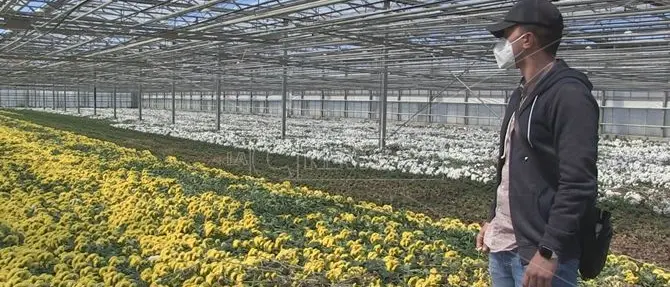 Miliardi di fiori e piante al macero, per il settore è crisi senza precedenti