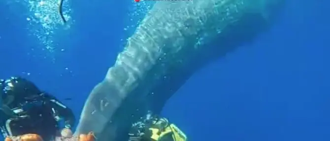 Capodoglio liberato da una rete da pesca illegale alle Isole Eolie: il video