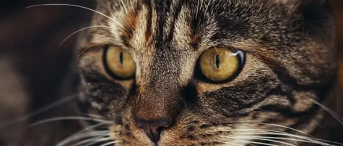 Gatto con raro virus morde la padrona e poi muore, il Ministero avvia una indagine