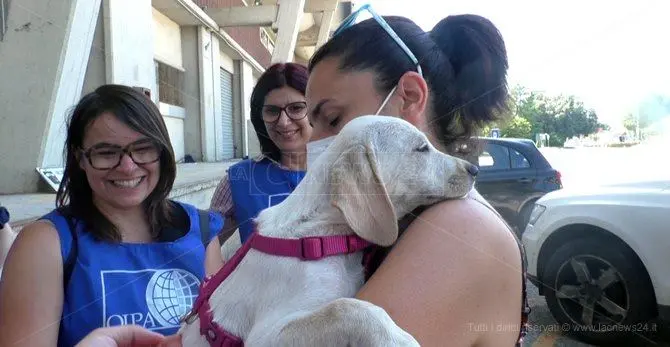 Dalla strada a una nuova casa, così i volontari calabresi salvano i randagi