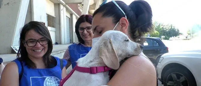Dalla strada a una nuova casa, così i volontari calabresi salvano i randagi
