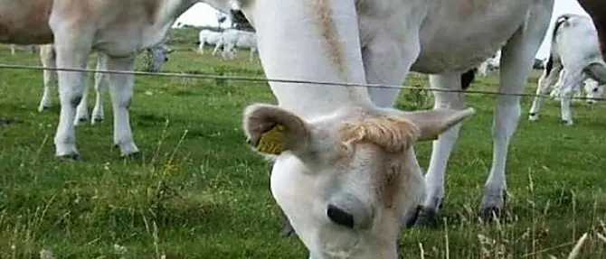 Dalla Regione oltre 2 milioni di euro per gli allevatori calabresi