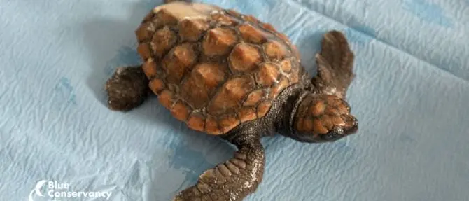Blue, la baby tartaruga ferita recuperata e curata dal centro di Brancaleone
