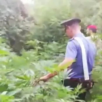 San Ferdinando, scoperte oltre 1500 piante di marijuana: tre arresti