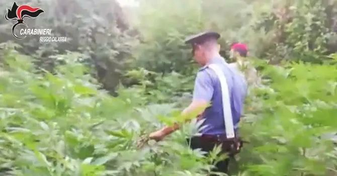 San Ferdinando, scoperte oltre 1500 piante di marijuana: tre arresti