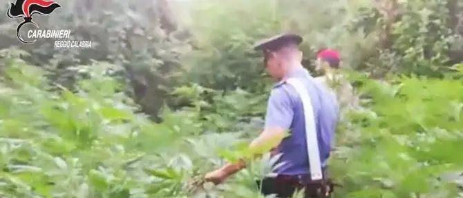 San Ferdinando, scoperte oltre 1500 piante di marijuana: tre arresti