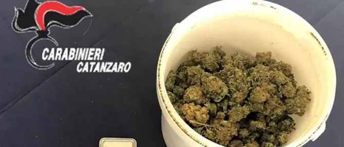 In casa con oltre 200 grammi di marijuana, un arresto a Catanzaro