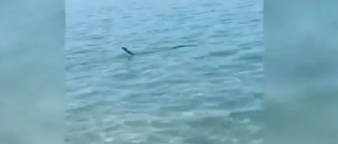 Stupore in spiaggia a Pizzo, avvistato un grosso pesce a pochi metri dalla riva