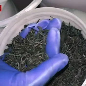 Al via la produzione di spirulina nella Locride, anche i migranti impiegati nel progetto