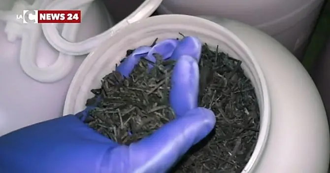 Al via la produzione di spirulina nella Locride, anche i migranti impiegati nel progetto