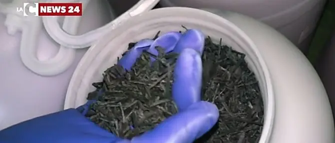 Al via la produzione di spirulina nella Locride, anche i migranti impiegati nel progetto