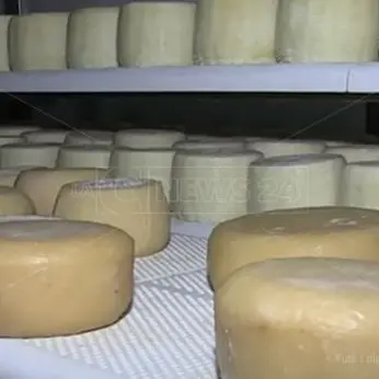 Il Pecorino del Monte Poro è Dop, c'è l'ok della Commissione europea