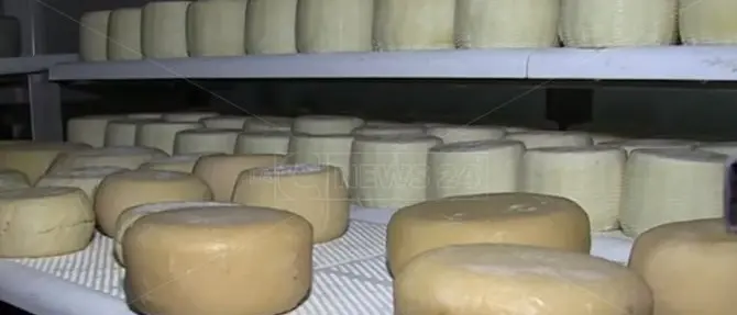Il Pecorino del Monte Poro è Dop, c'è l'ok della Commissione europea