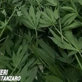 Coltivava marijuana tra le piante di pomodoro: arrestato 66enne nel Catanzarese