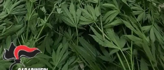 Coltivava marijuana tra le piante di pomodoro: arrestato 66enne nel Catanzarese