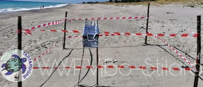 Quattro nidi di tartaruga caretta caretta scoperti sulla costa ionica calabrese