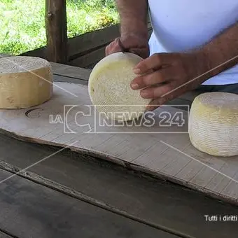 Pecorino del Poro, con il Dop arriva l'interesse della grande distribuzione