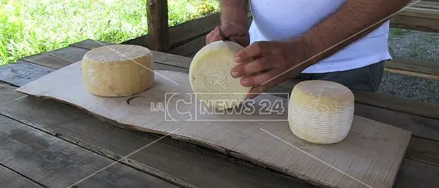 Pecorino del Poro, con il Dop arriva l'interesse della grande distribuzione