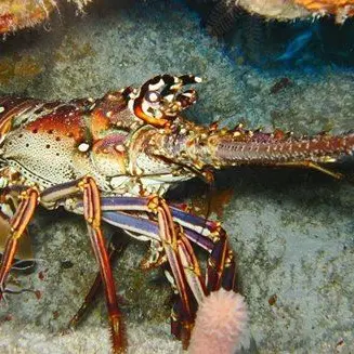 Pesca: «Il mare della Calabria habitat naturale per le aragoste»