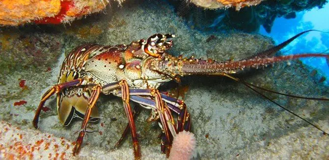 Pesca: «Il mare della Calabria habitat naturale per le aragoste»