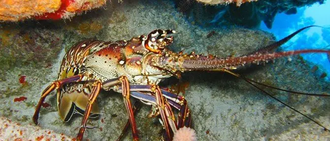 Pesca: «Il mare della Calabria habitat naturale per le aragoste»