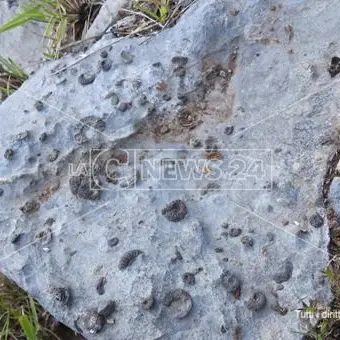 Fossili risalenti a 250 milioni di anni fa, straordinaria scoperta in Calabria