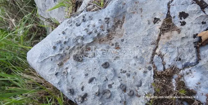 Fossili risalenti a 250 milioni di anni fa, straordinaria scoperta in Calabria