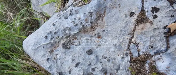 Fossili risalenti a 250 milioni di anni fa, straordinaria scoperta in Calabria