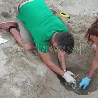 Miracolo della natura a Soverato: trovate 118 uova di tartaruga marina sulla spiaggia