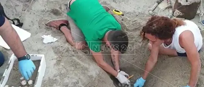 Miracolo della natura a Soverato: trovate 118 uova di tartaruga marina sulla spiaggia