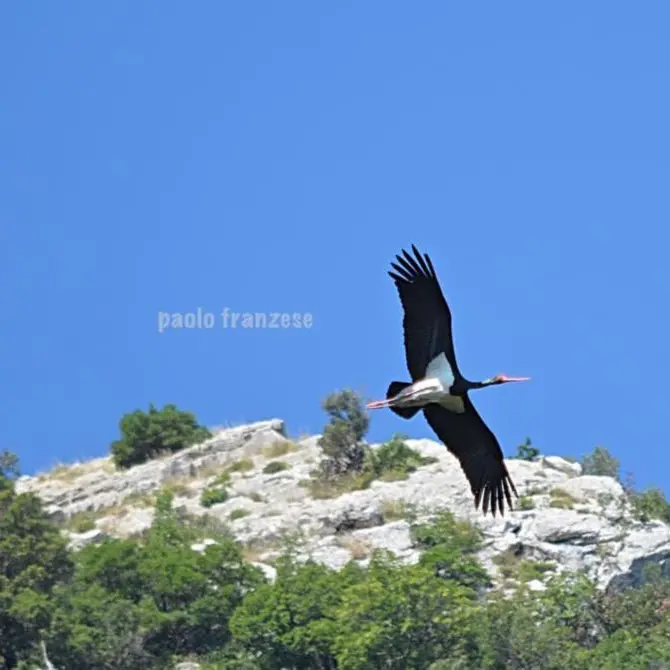 Parco del Pollino, avvistata per la prima volta una coppia di cicogna nera