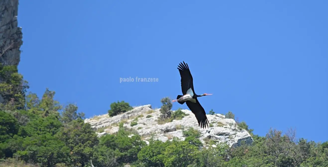 Parco del Pollino, avvistata per la prima volta una coppia di cicogna nera