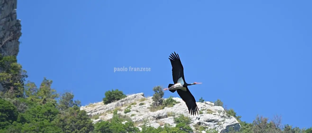 Parco del Pollino, avvistata per la prima volta una coppia di cicogna nera