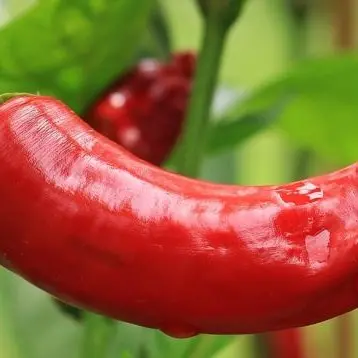 Diamante, rubate piante di peperoncino in mostra sul lungomare