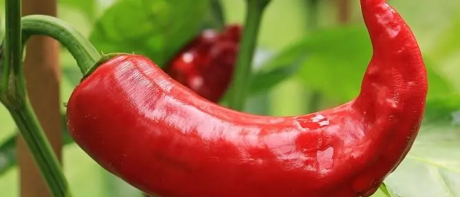 Diamante, rubate piante di peperoncino in mostra sul lungomare