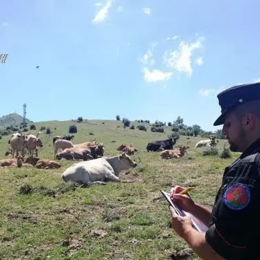 Bovini non registrati, 12mila euro di multe per tre allevatori cosentini