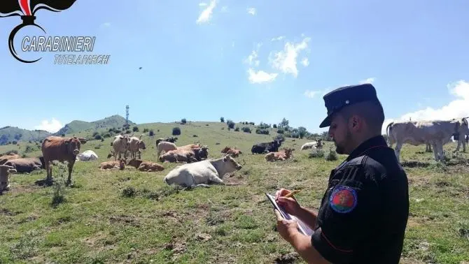 Bovini non registrati, 12mila euro di multe per tre allevatori cosentini