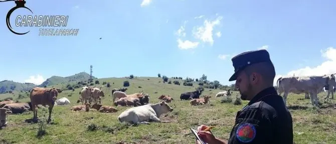 Bovini non registrati, 12mila euro di multe per tre allevatori cosentini