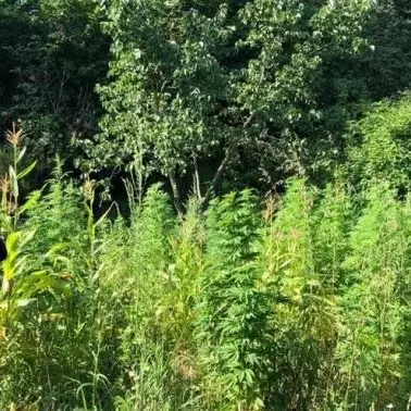 Coltiva 218 piante di marijuana nelle campagne di Girifalco, arrestato 65enne