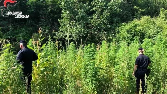 Coltiva 218 piante di marijuana nelle campagne di Girifalco, arrestato 65enne