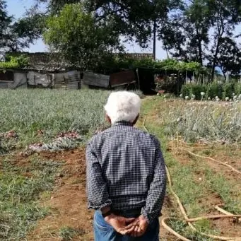 Ziu Ninu e l'amore per la sua “rossa”: a 90 anni continua a coltivare la cipolla di Tropea