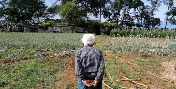 Ziu Ninu e l'amore per la sua “rossa”: a 90 anni continua a coltivare la cipolla di Tropea