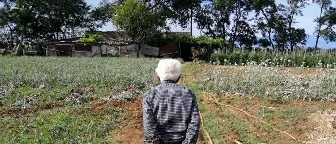 Ziu Ninu e l'amore per la sua “rossa”: a 90 anni continua a coltivare la cipolla di Tropea
