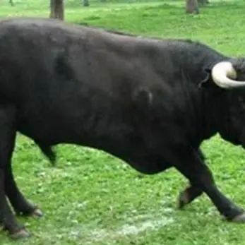 Paura a Reggio Calabria, toro imbizzarrito in fuga da un circo terrorizza gli abitanti