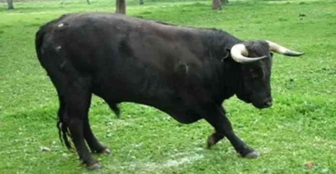 Paura a Reggio Calabria, toro imbizzarrito in fuga da un circo terrorizza gli abitanti