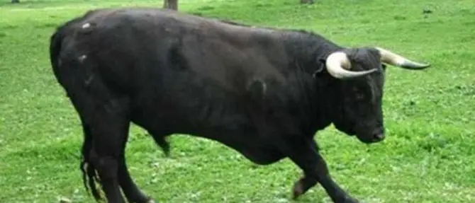 Paura a Reggio Calabria, toro imbizzarrito in fuga da un circo terrorizza gli abitanti