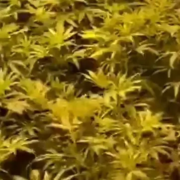 Un bunker sotterraneo per coltivare marijuana scoperto a Taurianova: video