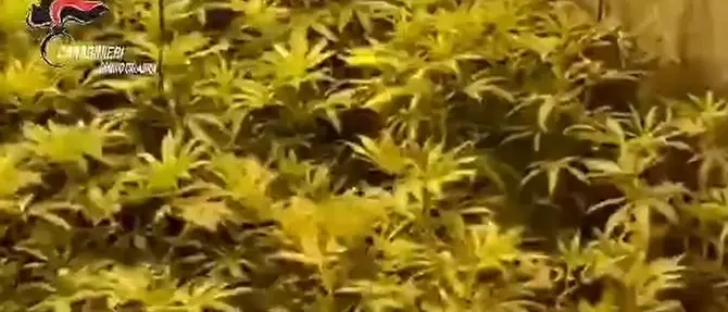 Un bunker sotterraneo per coltivare marijuana scoperto a Taurianova: video