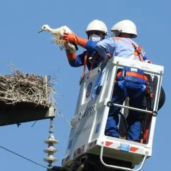 Calabria terra di cicogne, contrassegnati 17 giovani esemplari