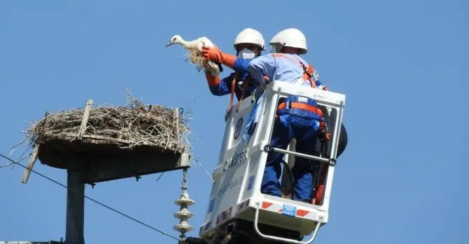 Calabria terra di cicogne, contrassegnati 17 giovani esemplari